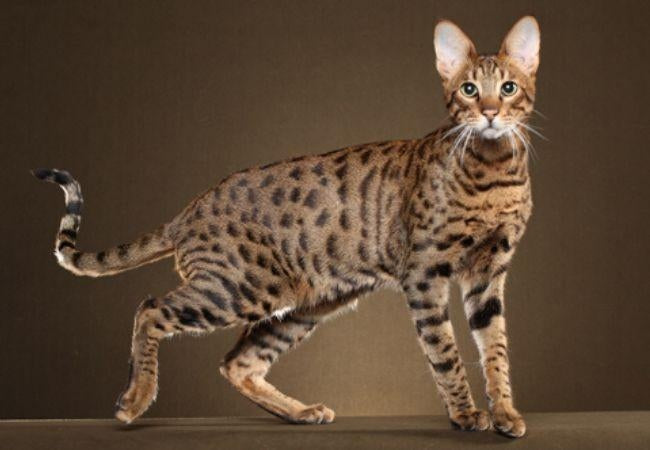 african serval mixed with domestic cat