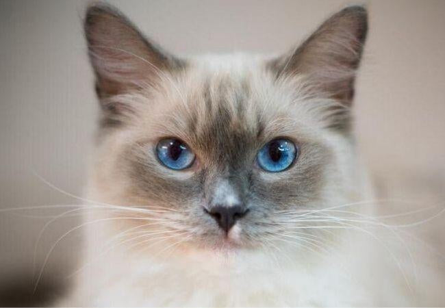 Who Is the Ragdoll Cat? Essential Cat Facts About These Calm Kitties