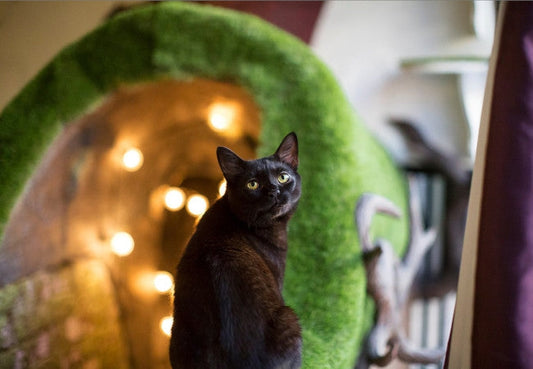 Pawsome Picks of Cat Cafés in The World-Pawsome Couture®