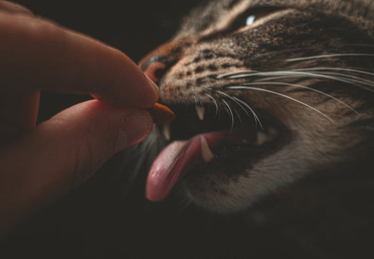 Foods to Avoid Feeding Your Cat-Pawsome Couture®