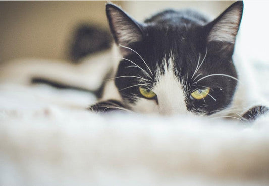 Foul Odours in Cats-Pawsome Couture®