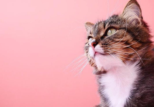 17 Purr-fect Quotes for Cat Lovers-Pawsome Couture®