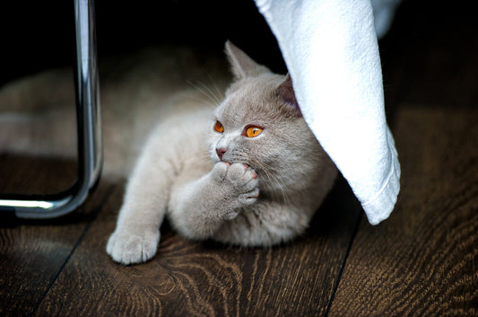 Tips for Constipation in Cats-Pawsome Couture®