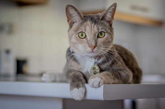 How to Keep Your Cat Off The Kitchen Counter-Pawsome Couture®