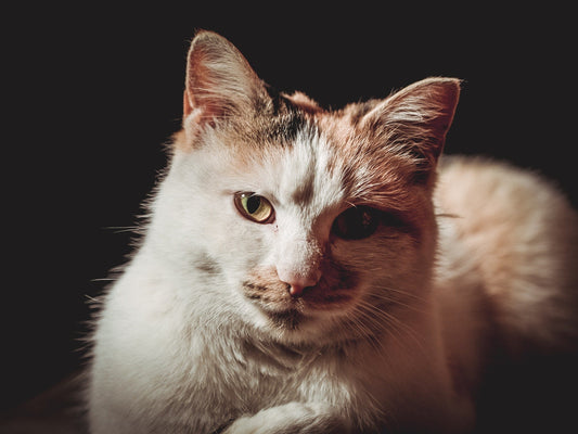 Diets for Cats with Kidney Disease-Pawsome Couture®