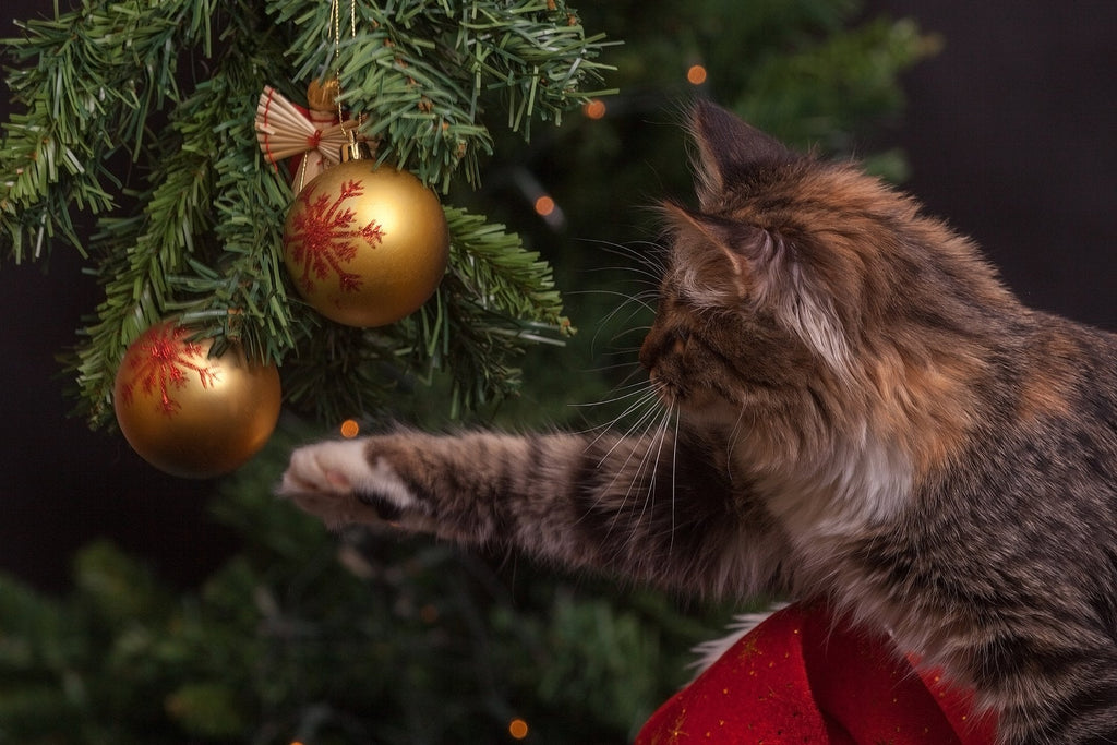 Trimming My Tiny Christmas Tree - Summer's Fabulous Cat Life