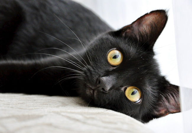 What Should I Name My Black Cat? | Pawsome Couture®