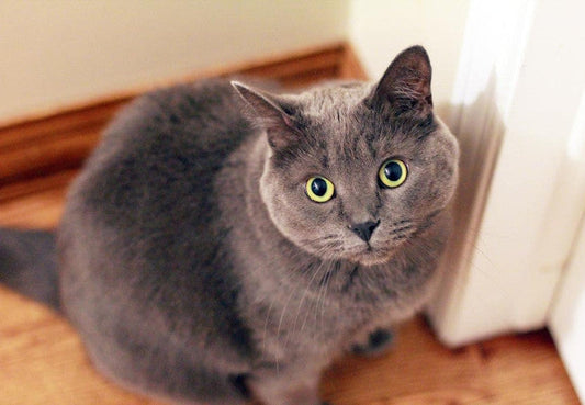 How to Keep The Litter Box Clean-Pawsome Couture®