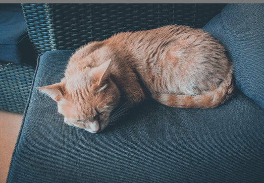 6 Common Cat Sleeping Positions And What They Mean-Pawsome Couture®