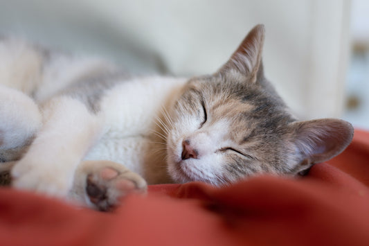 5 Signs Your Cat Is Sick-Pawsome Couture®