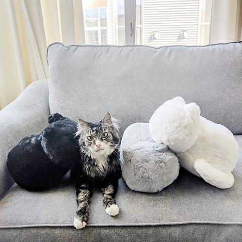 Minimalist cat cushion fashion